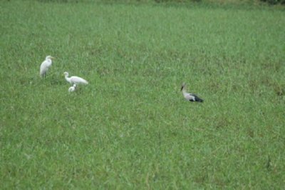 campo (32)  LEADOR BOSQUE